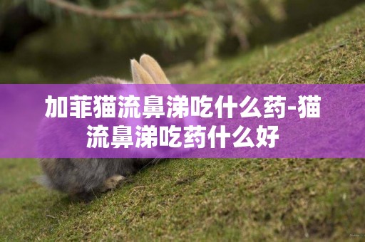 加菲貓流鼻涕吃什么藥-貓流鼻涕吃藥什么好