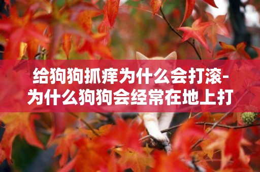 給狗狗抓癢為什么會打滾-為什么狗狗會經常在地上打滾