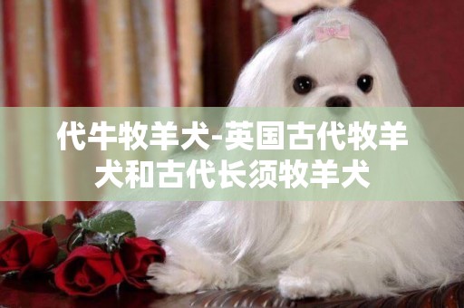 代牛牧羊犬-英國古代牧羊犬和古代長須牧羊犬
