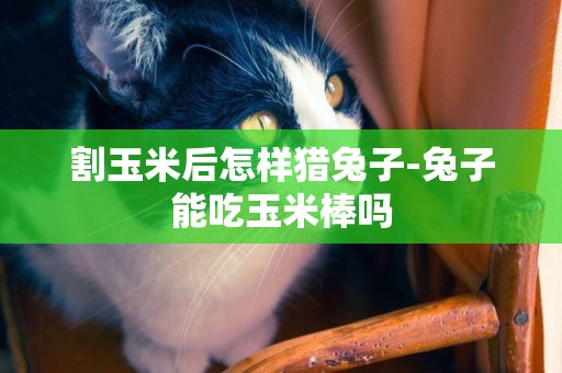 割玉米后怎樣獵兔子-兔子能吃玉米棒嗎