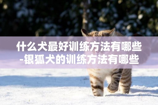 什么犬最好訓練方法有哪些-銀狐犬的訓練方法有哪些