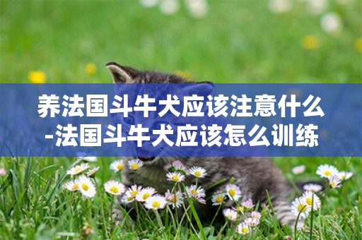 養法國斗牛犬應該注意什么-法國斗牛犬應該怎么訓練
