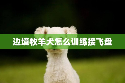 邊境牧羊犬怎么訓練接飛盤
