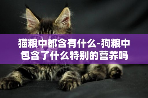 貓糧中都含有什么-狗糧中包含了什么特別的營養嗎
