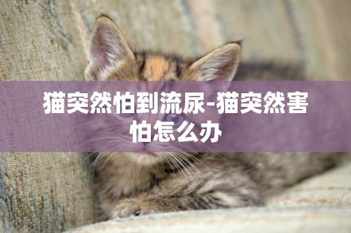 貓突然怕到流尿-貓突然害怕怎么辦