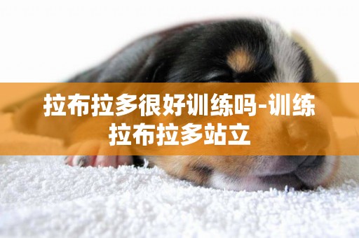 拉布拉多很好訓練嗎-訓練拉布拉多站立