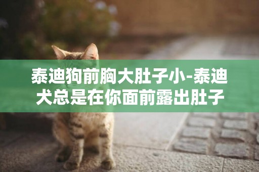 泰迪狗前胸大肚子小-泰迪犬總是在你面前露出肚子