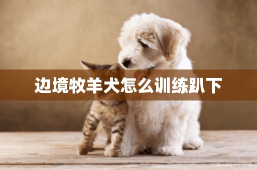 邊境牧羊犬怎么訓練趴下