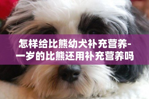 怎樣給比熊幼犬補充營養-一歲的比熊還用補充營養嗎