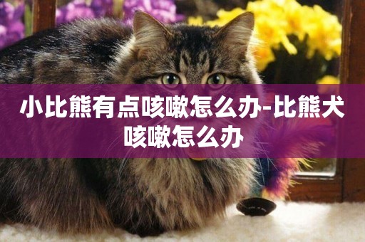 小比熊有點咳嗽怎么辦-比熊犬咳嗽怎么辦