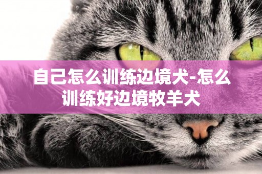 自己怎么訓練邊境犬-怎么訓練好邊境牧羊犬