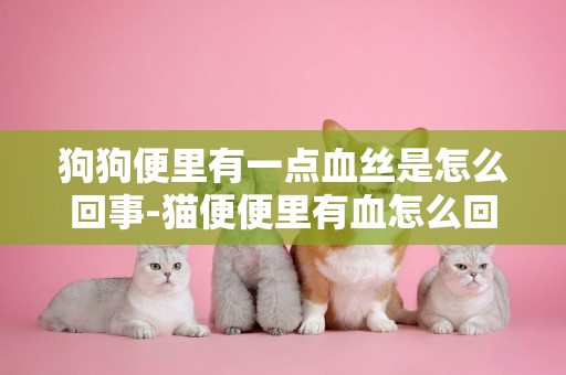 狗狗便里有一點血絲是怎么回事-貓便便里有血怎么回事