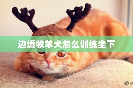 邊境牧羊犬怎么訓練坐下