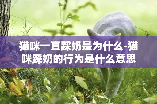 貓咪一直踩奶是為什么-貓咪踩奶的行為是什么意思