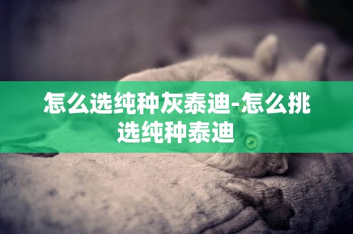 怎么選純種灰泰迪-怎么挑選純種泰迪