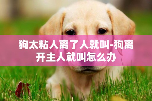 狗太粘人離了人就叫-狗離開主人就叫怎么辦