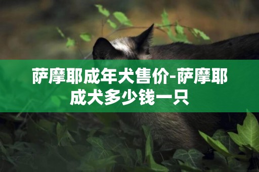 薩摩耶成年犬售價-薩摩耶成犬多少錢一只