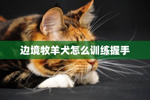 邊境牧羊犬怎么訓練握手