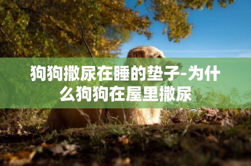 狗狗撒尿在睡的墊子-為什么狗狗在屋里撒尿
