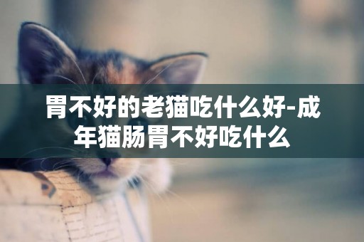 胃不好的老貓吃什么好-成年貓腸胃不好吃什么