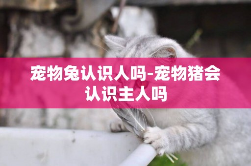 寵物兔認識人嗎-寵物豬會認識主人嗎