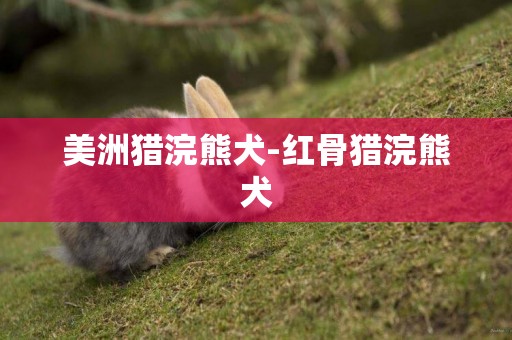 美洲獵浣熊犬-紅骨獵浣熊犬