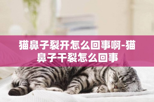貓鼻子裂開怎么回事啊-貓鼻子干裂怎么回事