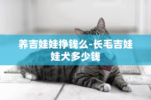 養吉娃娃掙錢么-長毛吉娃娃犬多少錢