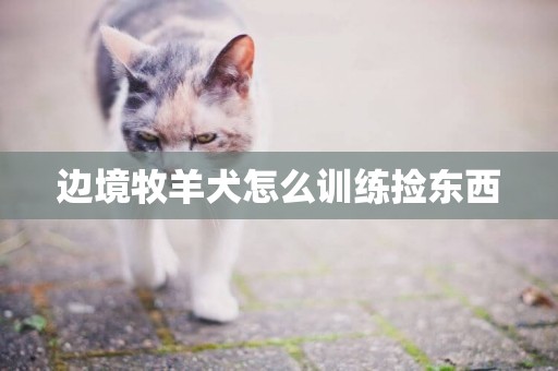 邊境牧羊犬怎么訓練撿東西