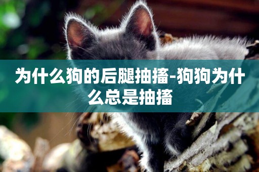 為什么狗的后腿抽搐-狗狗為什么總是抽搐