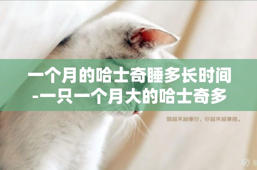 一個月的哈士奇睡多長時間-一只一個月大的哈士奇多少錢