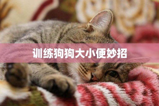 訓練狗狗大小便妙招