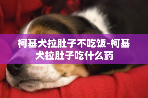 柯基犬拉肚子不吃飯-柯基犬拉肚子吃什么藥