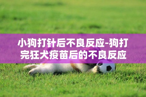 小狗打針后不良反應-狗打完狂犬疫苗后的不良反應