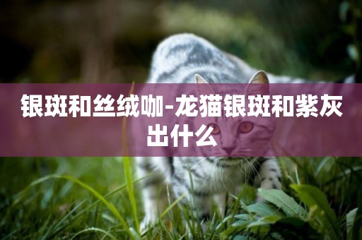 銀斑和絲絨咖-龍貓銀斑和紫灰出什么