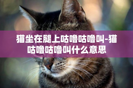 貓坐在腿上咕嚕咕嚕叫-貓咕嚕咕嚕叫什么意思