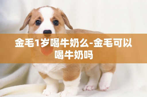 金毛1歲喝牛奶么-金毛可以喝牛奶嗎