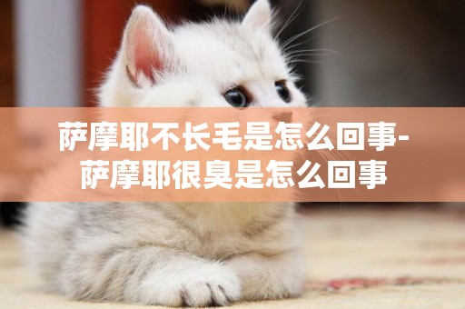 薩摩耶不長毛是怎么回事-薩摩耶很臭是怎么回事