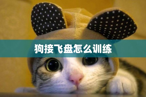 狗接飛盤怎么訓練