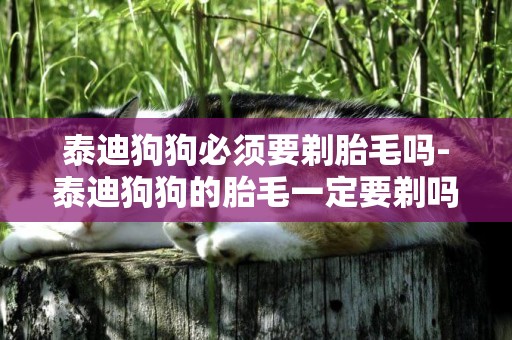 泰迪狗狗必須要剃胎毛嗎-泰迪狗狗的胎毛一定要剃嗎