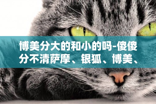 博美分大的和小的嗎-傻傻分不清薩摩、銀狐、博美、大白熊