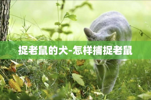 捉老鼠的犬-怎樣捕捉老鼠