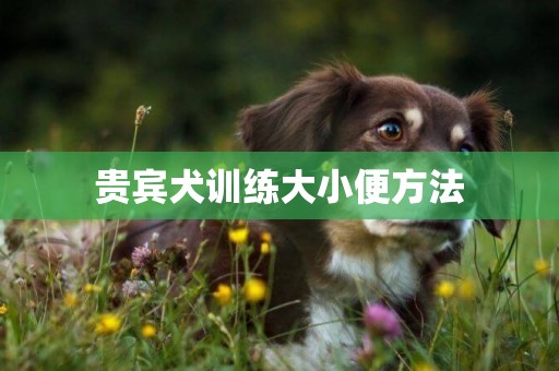 貴賓犬訓練大小便方法