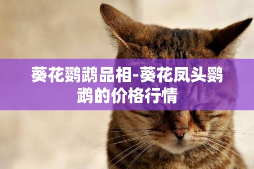 葵花鸚鵡品相-葵花鳳頭鸚鵡的價格行情