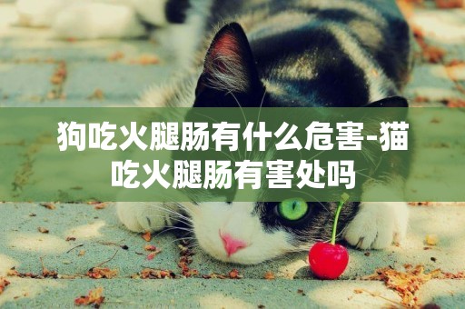 狗吃火腿腸有什么危害-貓吃火腿腸有害處嗎