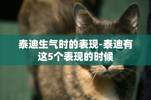 泰迪生氣時的表現-泰迪有這5個表現的時候