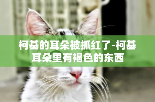 柯基的耳朵被抓紅了-柯基耳朵里有褐色的東西