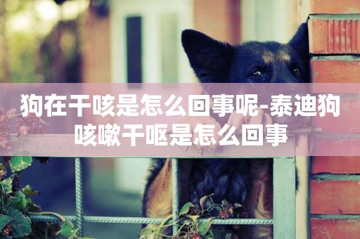 狗在干咳是怎么回事呢-泰迪狗咳嗽干嘔是怎么回事