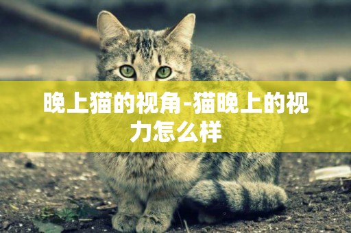 晚上貓的視角-貓晚上的視力怎么樣