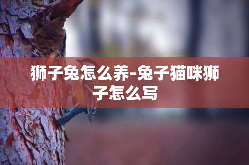 獅子兔怎么養-兔子貓咪獅子怎么寫